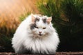 A large fluffy cat, like a ball with no legs visible, sits on a bright saturated background Royalty Free Stock Photo