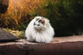 A large fluffy cat, like a ball with no legs visible, sits on a bright saturated background Royalty Free Stock Photo