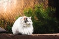 A large fluffy cat, like a ball with no legs visible, sits on a bright saturated background Royalty Free Stock Photo