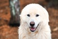 Large fluffy furry white Great Pyrenees Dog outside on a leash Royalty Free Stock Photo