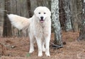 Large fluffy furry white Great Pyrenees Dog outside on a leash Royalty Free Stock Photo