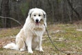 Large fluffy furry white Great Pyrenees Dog outside on a leash Royalty Free Stock Photo