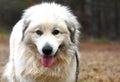 Large fluffy furry white Great Pyrenees Dog outside on a leash Royalty Free Stock Photo