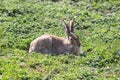 Large fluffy hare lies on the green grass on a sunny summer day. Selective focus