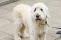 White Labradoodle Dog on a Lead in the Street. Royalty Free Stock Photo