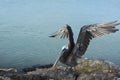 Pelican Holding Its Wings Up and Out from Its Body