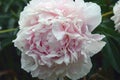 Large fluffy peony flower with white and light pink petals. Summer natural floral background Royalty Free Stock Photo