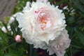 A large beautiful delicate peony flower with white pink petals against a green background. Summer spring flowers Royalty Free Stock Photo