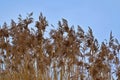 Large fluffy reed grass against the sky