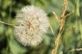 Large fluffy white dandelion parachute