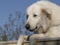 Large fluffy white dog looking over fence in sunshine. Beautiful