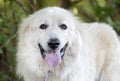 Large fluffy white long hair Great Pyrenees dog