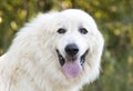 Large fluffy white long hair Great Pyrenees dog panting