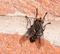 Large Fly on a Wall