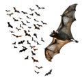 A Large Flying Fox Bat Surrounded by a Swarm of Smaller Bats Royalty Free Stock Photo