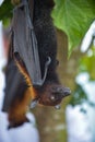 Fruit Bat Pteropus vampyrus or Large Flying Fox