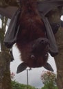 Fruit Bat Pteropus vampyrus or Large Flying Fox