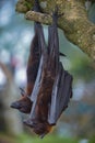 Fruit Bat Pteropus vampyrus or Large Flying Fox