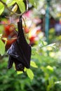 Large Flying Fox or fruit bat Pteropus vampyrus hanging in a tree at Bali