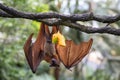 Large flying fox hanging upside down from a tree branch with pieces of fruit Royalty Free Stock Photo