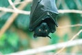 The large flying fox Royalty Free Stock Photo
