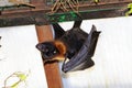 Large Flying Fox. Royalty Free Stock Photo
