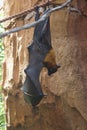 Large Flying Fox - Pteropus vampyrus