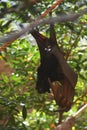 Large Flying Fox - Pteropus vampyrus Royalty Free Stock Photo