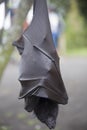 Large Flying Fox Pteropus vampyrus hanging in a tree at Bali Indonesia Royalty Free Stock Photo