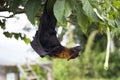 Large Flying Fox Pteropus vampyrus hanging in a tree at Bali Indonesia Royalty Free Stock Photo