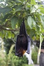 Large Flying Fox Pteropus vampyrus hanging in a tree at Bali Indonesia Royalty Free Stock Photo