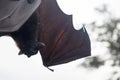 Large Flying Fox Pteropus vampyrus hanging in a tree at Bali Indonesia Royalty Free Stock Photo