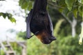 Large Flying Fox Pteropus vampyrus hanging in a tree at Bali Indonesia Royalty Free Stock Photo