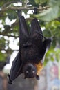 Large Flying Fox Pteropus vampyrus hanging in a tree at Bali Indonesia Royalty Free Stock Photo