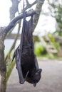 Large Flying Fox Pteropus vampyrus hanging in a tree at Bali Indonesia Royalty Free Stock Photo