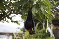 Large Flying Fox Pteropus vampyrus hanging in a tree at Bali Indonesia Royalty Free Stock Photo