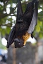 Large Flying Fox Pteropus vampyrus hanging in a tree at Bali Indonesia Royalty Free Stock Photo