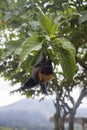 Large Flying Fox Pteropus vampyrus hanging in a tree at Bali Indonesia Royalty Free Stock Photo