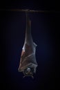 Large Flying Fox hanging upside down Royalty Free Stock Photo