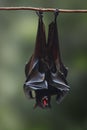 Large Flying Fox with open mouth Royalty Free Stock Photo