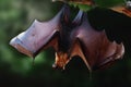 Large Flying Fox with open wings Royalty Free Stock Photo