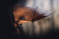 Large Flying Fox with open wings Royalty Free Stock Photo