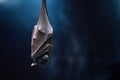 Large Flying Fox sleeping upside down Royalty Free Stock Photo