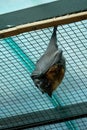 large flying fox sleeping on the net in the zoo Royalty Free Stock Photo