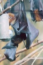 The large flying fox