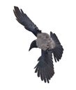 Large flying grey crow isolated on white Royalty Free Stock Photo