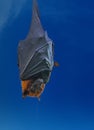 Large flyring fox aka, fox bat, greater flying fox, Malayan flying fox, Malaysian flying fox, large fruit bat, kalang or kalong Royalty Free Stock Photo