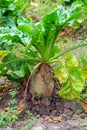 Large fodder beets are ripening in the rural vegetable garden. Bacterial diseases and pests of vegetable crops