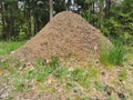 a large forest anthill in the thicket of the forest. summer time. a huge colony of ants.