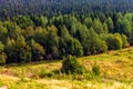 Forest landscape of coniferous and deciduous trees over a large area